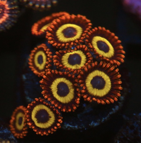 Fruit Loops Zoa (Stock)