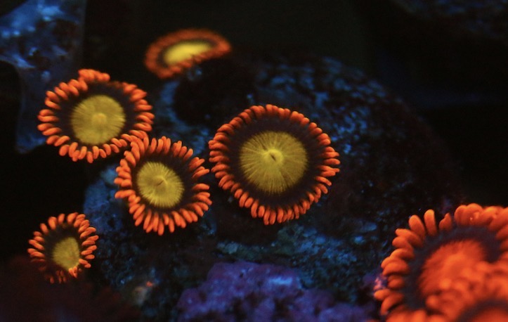 Mandarin Orange Zoa