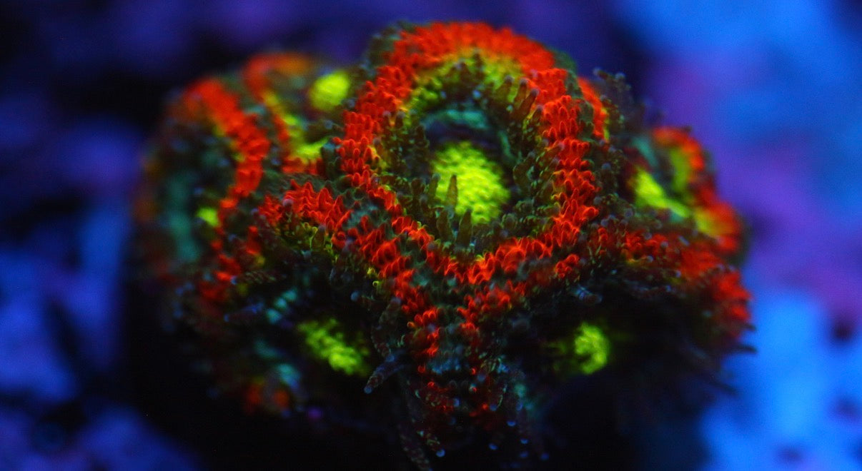 Holy Grail Micromussa (Stock)