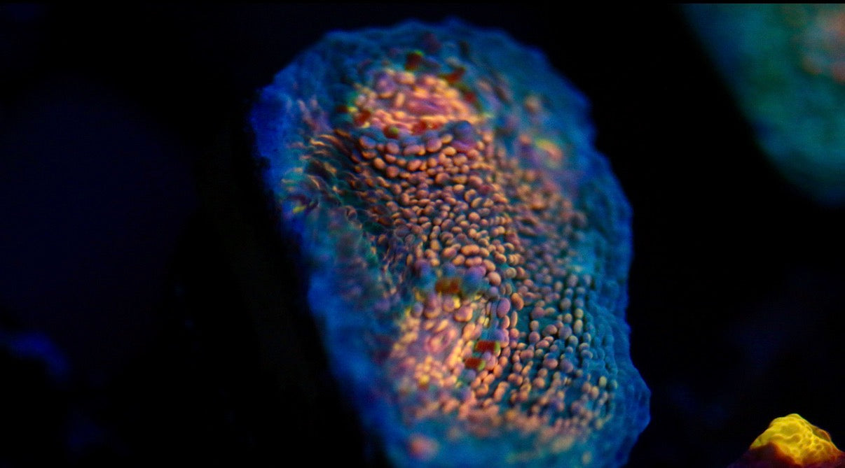 CCC Hologram Chalice