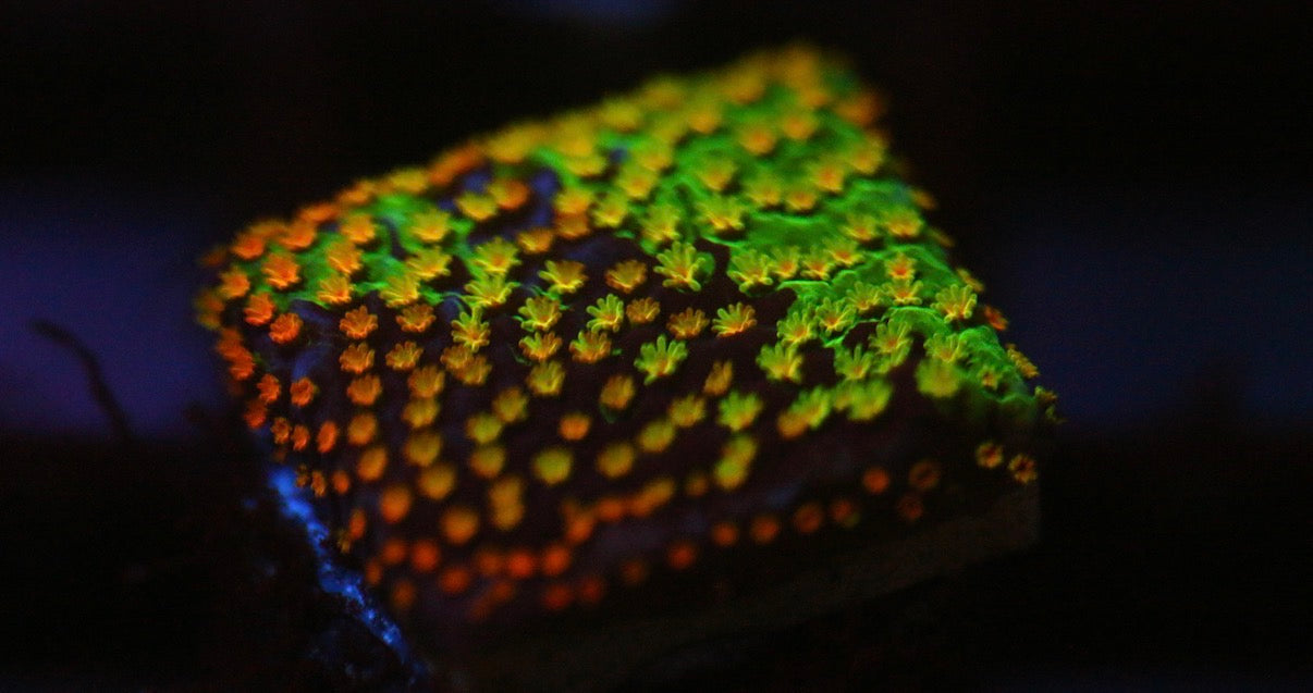 Grafted Rainbow Monti