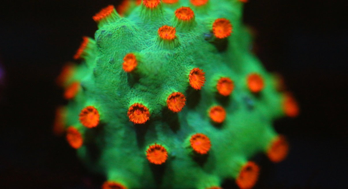 Meteor Shower Cyphastrea (Stock)