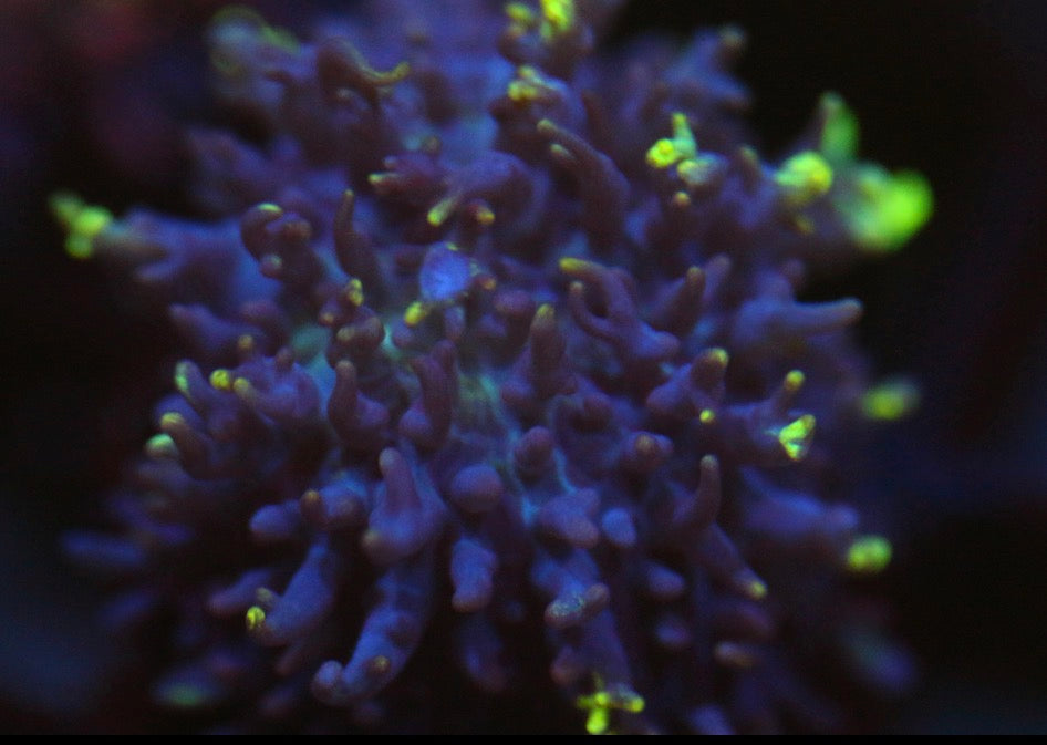 Vietnam Hairy Mushroom