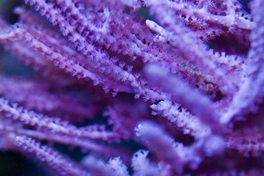 Grubs Gorgonian