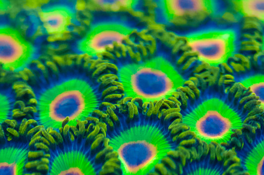 Rasta Zoa
