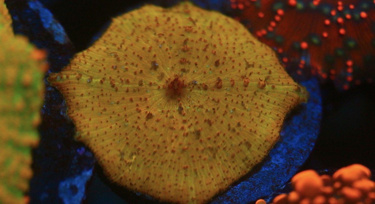 Yellow Neglectus Mushroom
