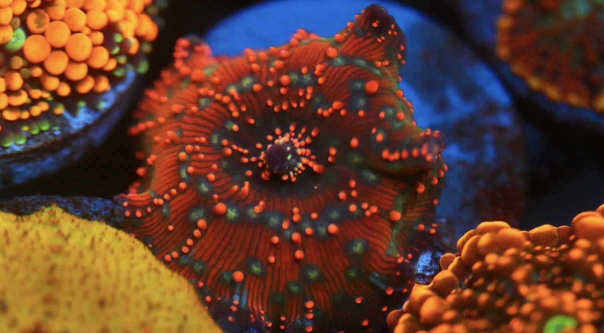 Dragon Lady Bounce Mushroom