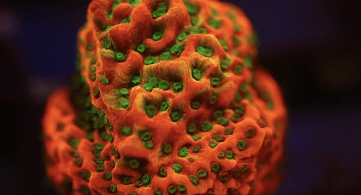 Tropical Thunder Montipora
