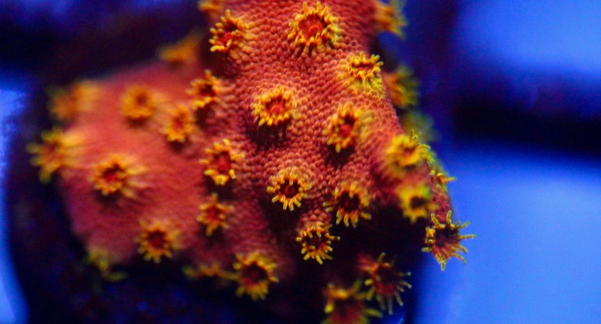 Firewalker Cyphastrea