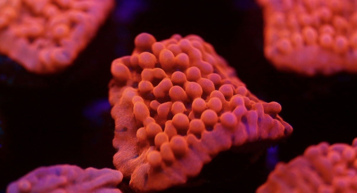 Pink Montipora