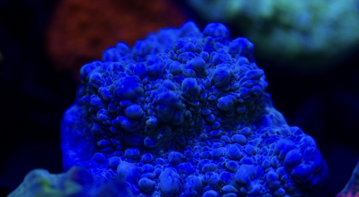 Blue Bouncing Chalice