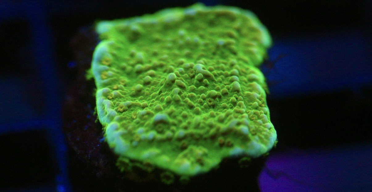 Green Montipora