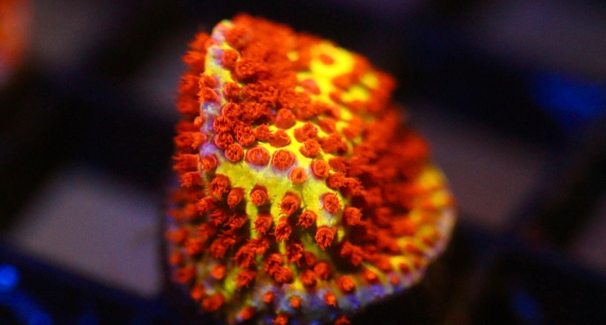 Burning Banana Stylocoeniella