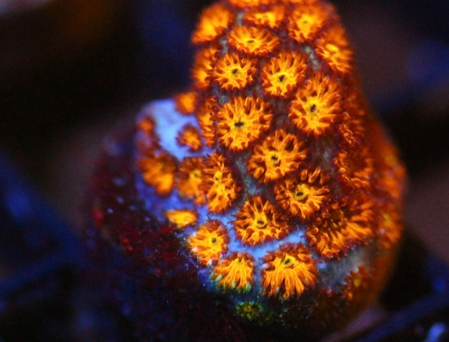 JF Spitfire Leptastrea