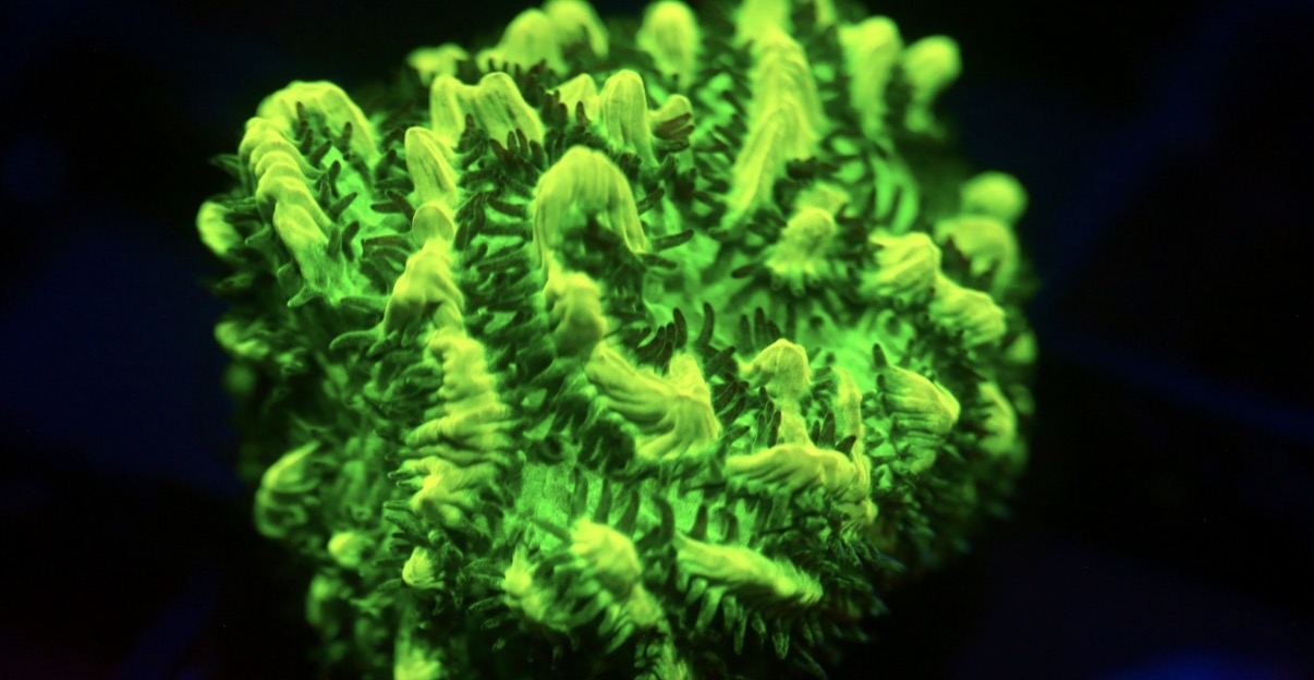 JF Lime Light Hydrnophora (Highlighter green)