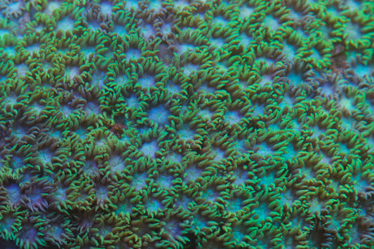 Green Short Tentacle Goniopora (Stock)