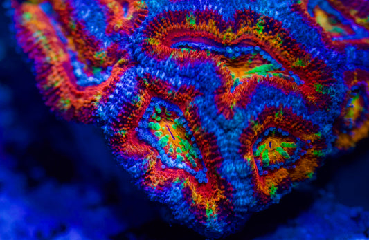 Rainbow Acan