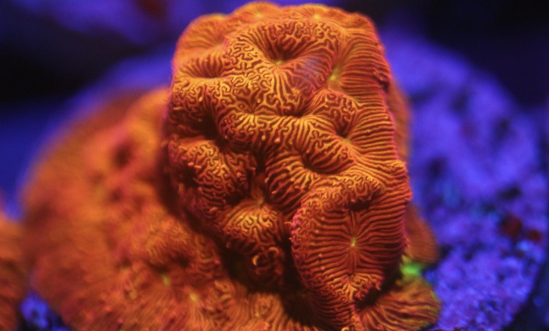 Dark Orange Jack O' Lantern Leptoseris