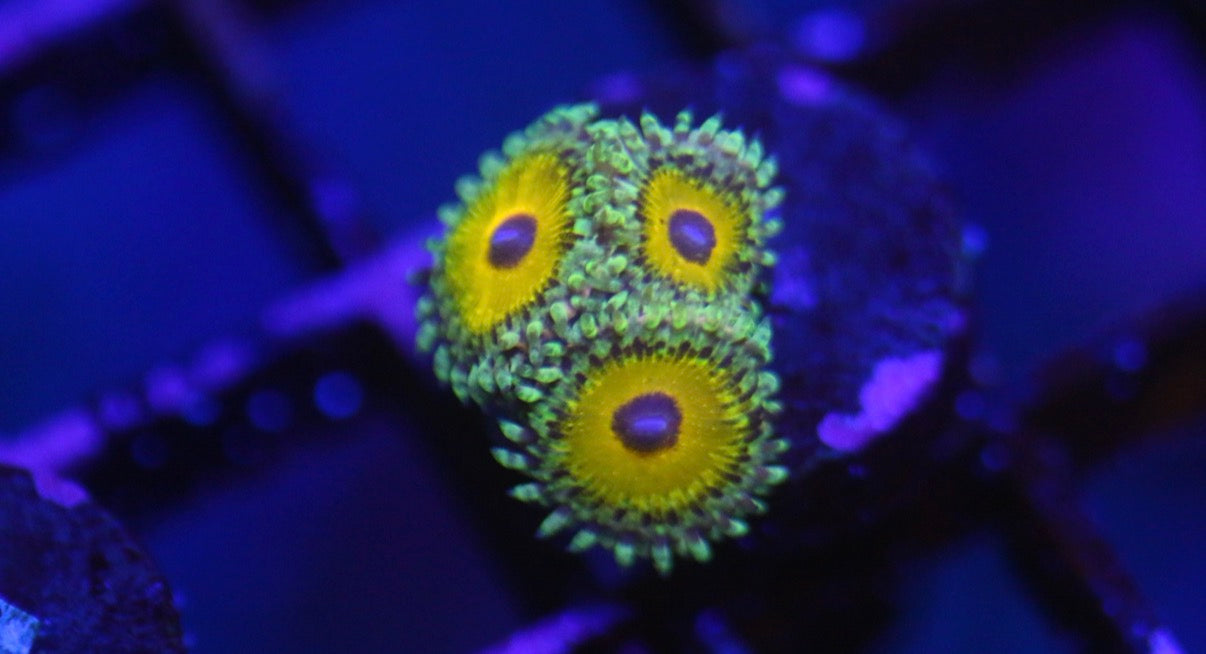 God Beast Zoa