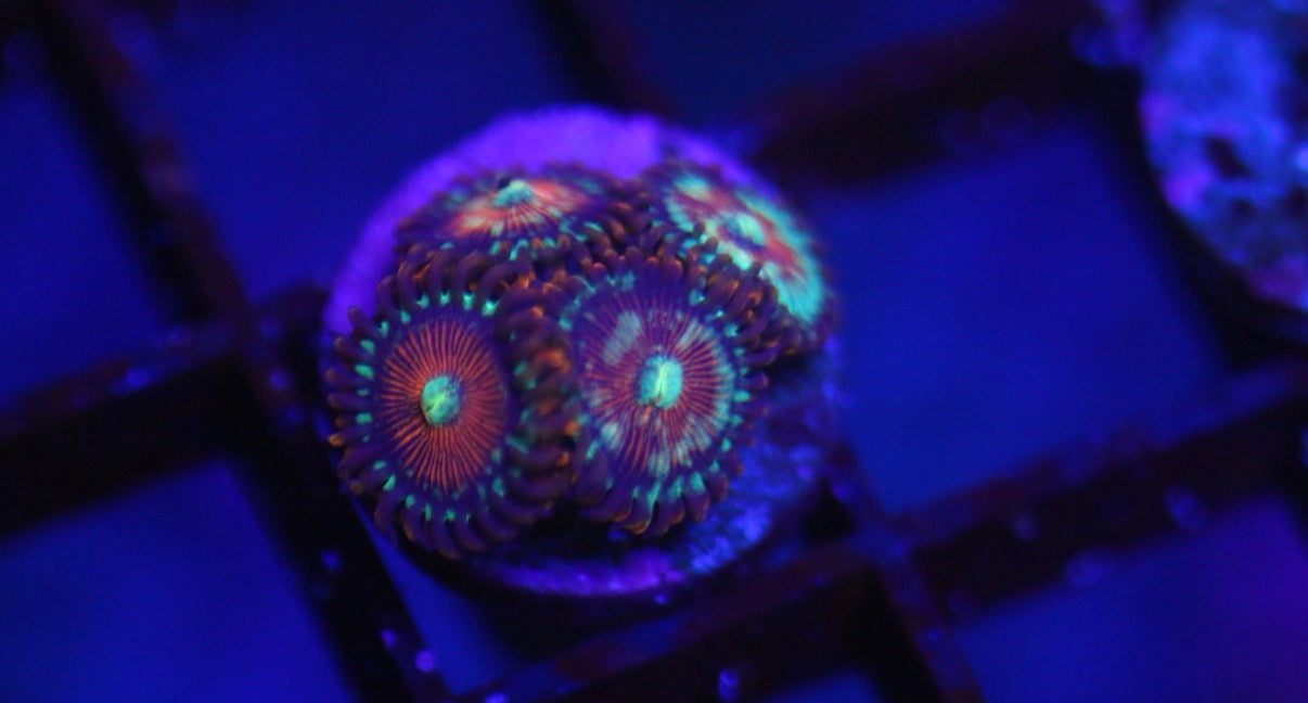 Salted Agave Zoa