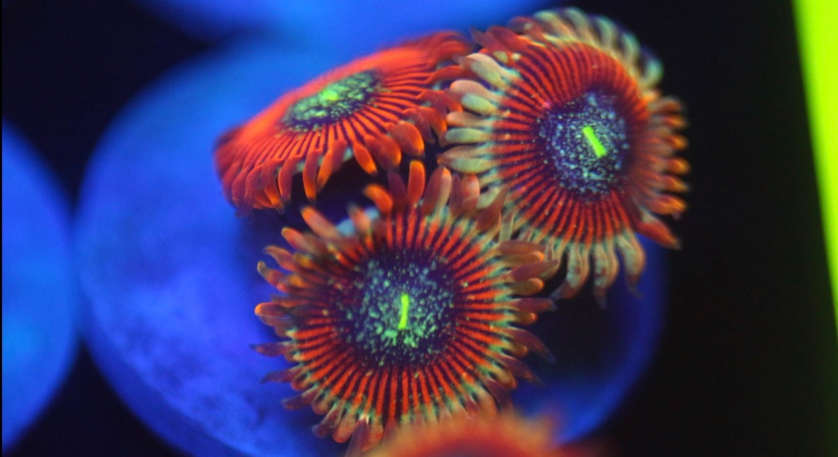 Zombie Morph Zoa