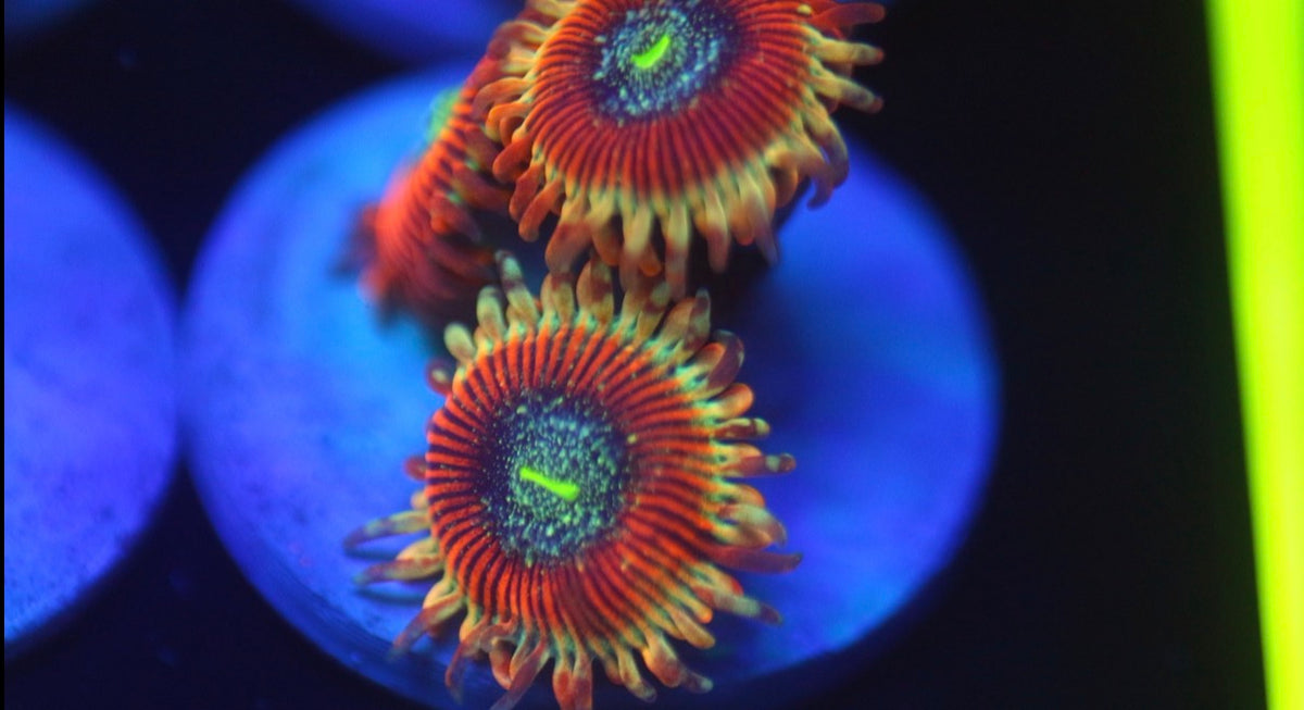 Zombie Morph Zoa