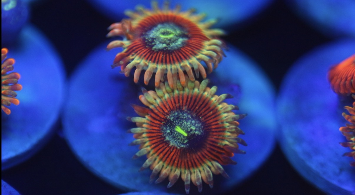 Zombie Morph Zoa
