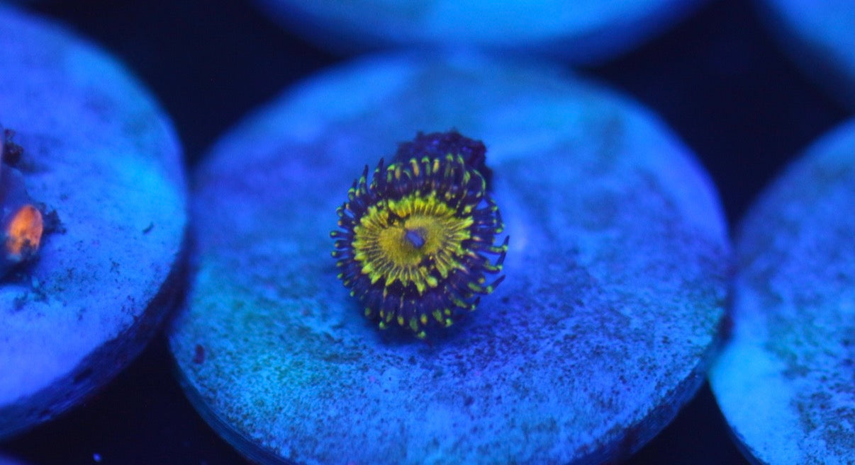 Grim Reaper Zoa