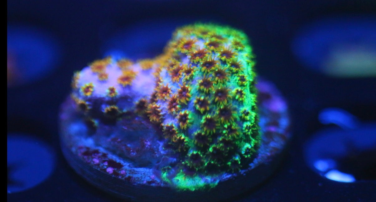 Skittlez Bomb Cyphastrea