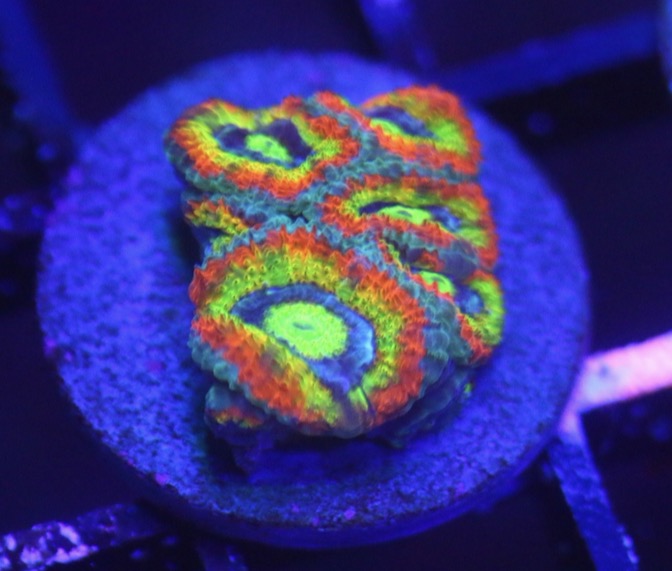 Holy Grail Micromussa