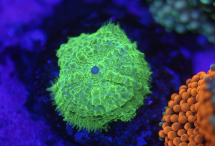 Green Rhodactis