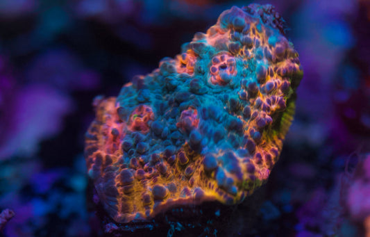 CCC Multi-Color Chalice