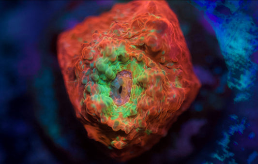 Pink and Teal Chalice