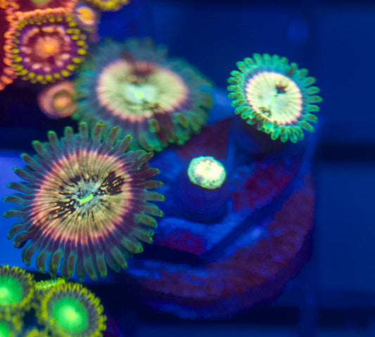 Hawaiian Ding Dangs Zoa