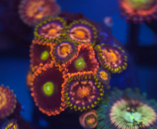 Mixed Zoa Frags