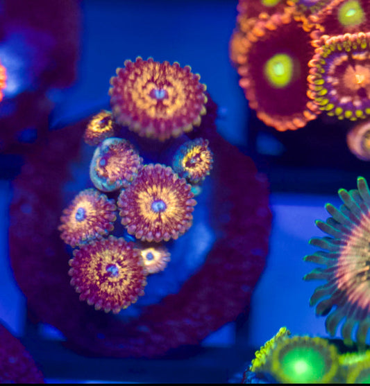 Peach Zoanthids