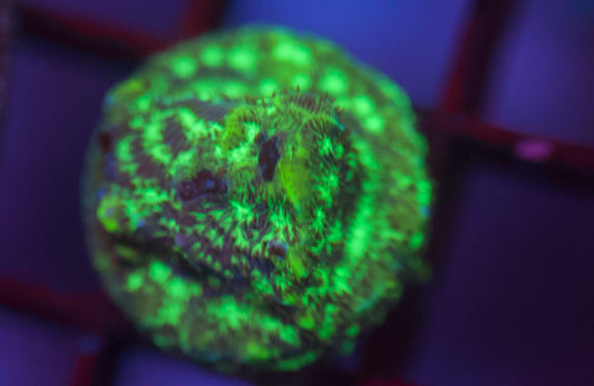 Green Eye Leptoseris