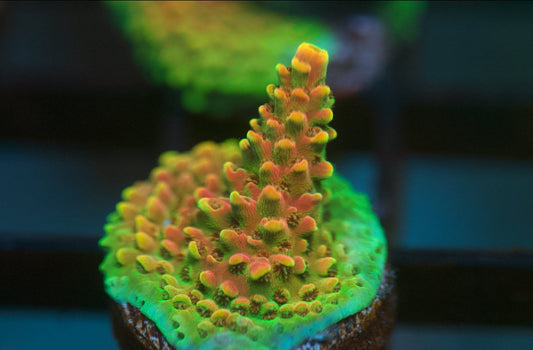Bill Murray Acropora
