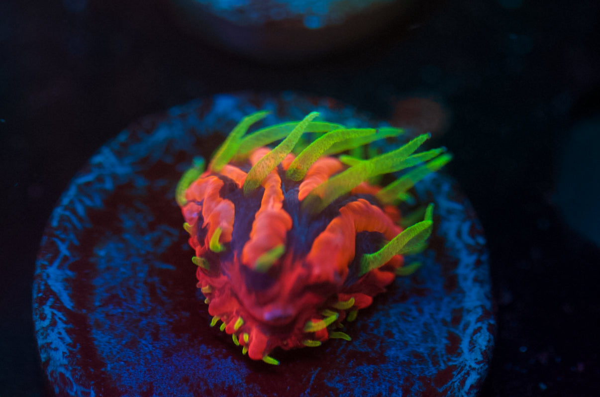 Insane Diaseris Plate