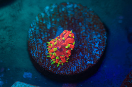 Insane Diaseris Plate