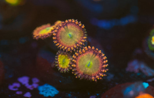 Rainbow Infusions Zoa
