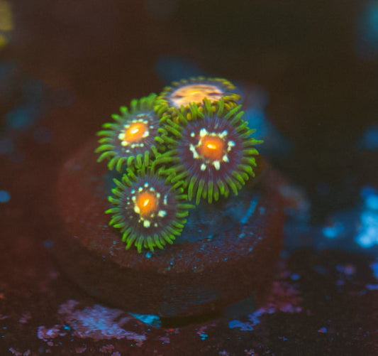 JF Stargazer Zoa
