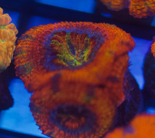 Rainbow Acan