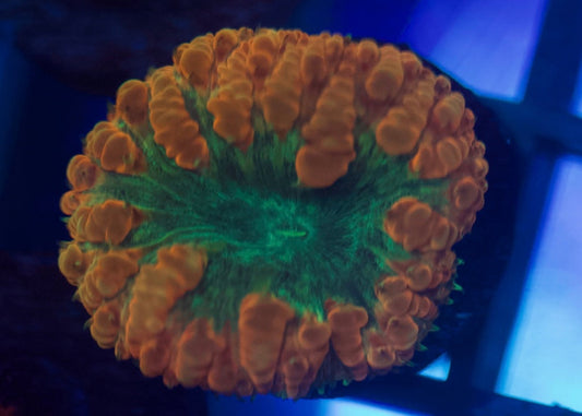 Blue and Pink Blasto