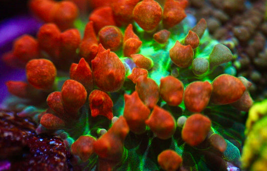 Pink St Thomas Mushroom