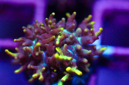 Vietnam Hairy Mushroom