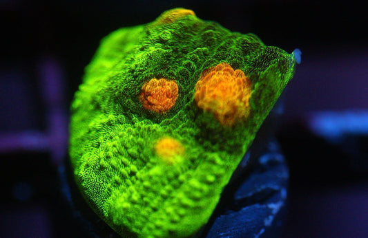 Space Invader Chalice