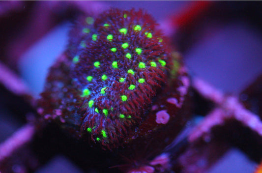 Starry Night Psammocora