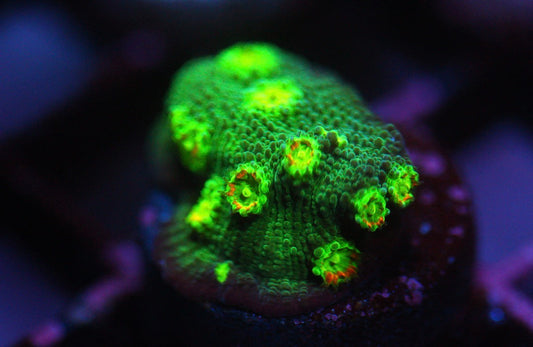 Hollywood Stunner Chalice