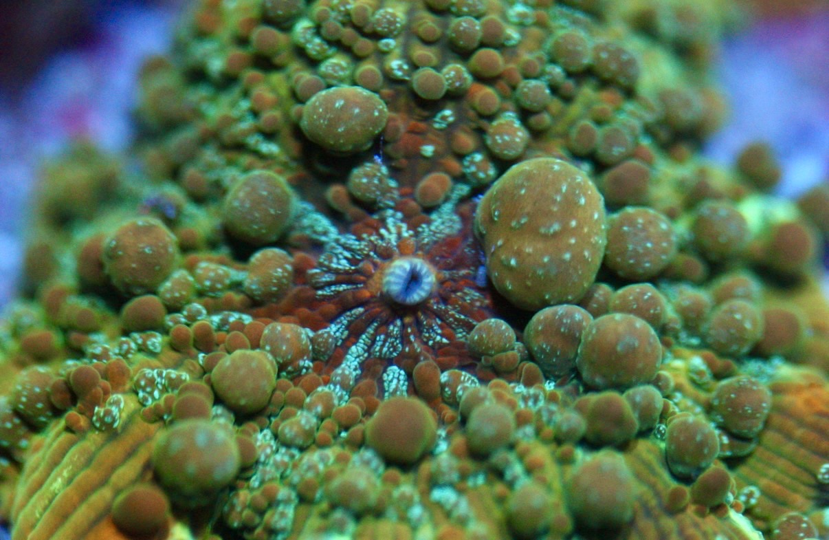 Freakshow Bounce Mushroom